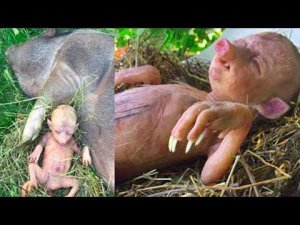 Странные вещи, недавно обнаруженные в Азии