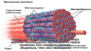 Физиология и патология матки КРС