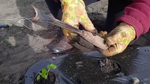 Как сохранить ФРИГО до высадки и как правильно его посадить.