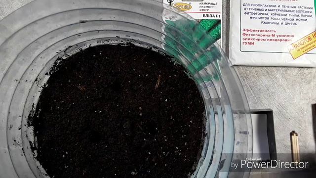 Посев на рассаду партенокарпических огурцов. смотреть онлайн