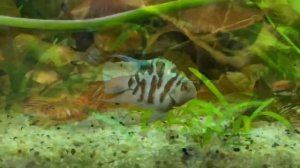 Аквариум травник 260 литров