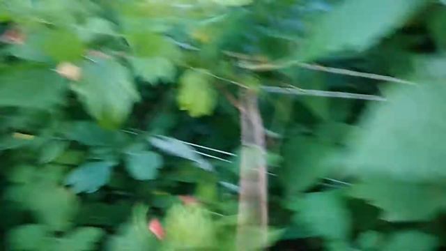 Малина Кастион, супер малина!!! смотреть онлайн