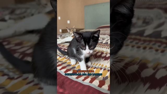 Как растут котята рядом с мамой, кстати вы можете забрать одного себе #kittensmeowing #mothercat