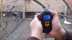 Самая тяжелая порода кур   промышленный Корниш 9 кг, 9 месяцев.  Незажиревший.