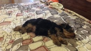 Купили йоркширского терьеры!