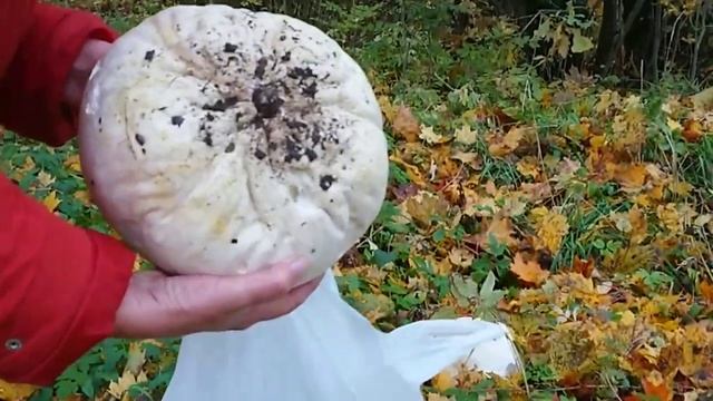 Гадюка  и лангермания гигантская ??