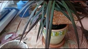 ПЕРЕСАДКА ДРАЦЕНЫ МАРГИНАТА НА ВТОРОМ ГОДУ ЖИЗНИ