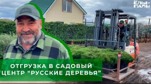 Отгрузка из ЁЛЫ ПАЛЫ в садовый центр Русские деревья  Санкт-Петербург