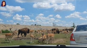 African Lion Safari Guided Tour | Hamilton, ON Canada |Things to Do in Canada @SayRish