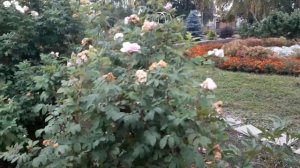 Сад на пришкольном участке