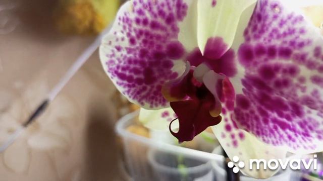 19.04.2023 г. КАКОЙ ДВИЖ У ОРХИДЕЙ НОВИНОК ПОСЛЕ ПЕРЕСАДКИ!!! смотреть онлайн