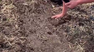 Битва лущильников! ЛД 4000 РАС против Carbon SKR I АгроПартнёр