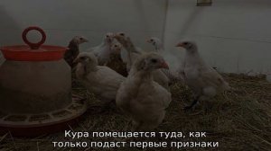 Как отучить курицу квохтать