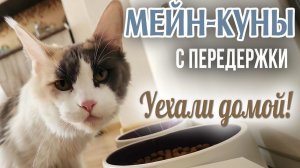 ❤️ Обе кошки-красотки отказницы мейн-куны уехали домой. Спасибо, друзья, за помощь и репосты ❗