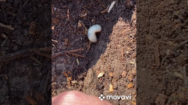 Содержание почвы в саду под слоем мульчи из древесной щепы.Хотите меньше работать в саду? смотреть онлайн