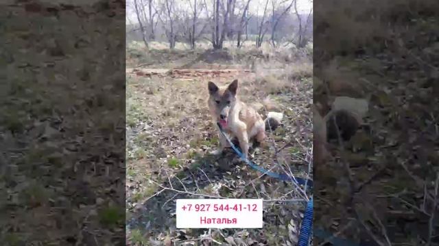 Волгоград. Щенки медленно погибали в промзоне.