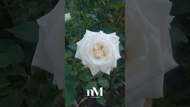 Утренняя молитва  #молитва #сильнамолитва #христианское_видео #писание #бог #христиане
