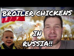 MODERN RUSSIAN CHICKEN FARM!!