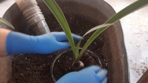 Гиппеаструмы. Исправляю свои ошибки!