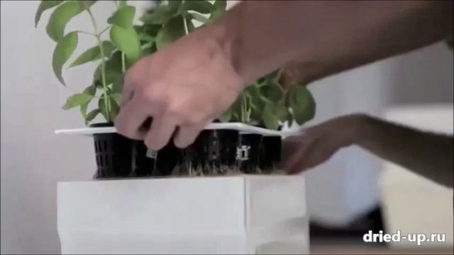 Что такое АКВАФЕРМА???