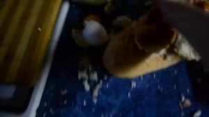 Как сделать французский Хот Дог #20