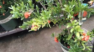 Махровые сорта гранатов.