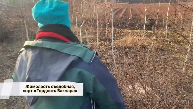 ЖИМОЛОСТЬ. КАК ОБРЕЗАТЬ ЖИМОЛОСТЬ ВЕСНОЙ? ПРОСТОЙ СПОСОБ РАЗМНОЖЕНИЯ ЖИМОЛОСТИ.