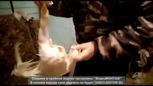 Как правильно забить и ощипать курицу