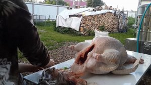 ПОТРОШЕНИЕ ИНДЕЙКИ ХАЙБРИД КОНВЕРТЕР. Отличия самки и самца!