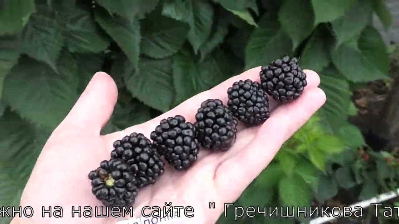 ПОНКА и ХОЛС БЬЮТИ сорта ежевики со сладкой ягодой смотреть онлайн