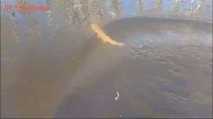 в дачный  пруд карасей