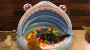 Коты и пластиковые мячики