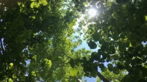 Природа Сахалина. Углезаводск. р.Найба.