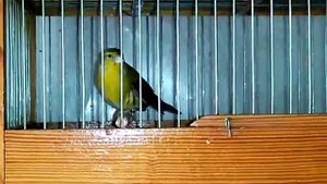 Гибрид Канарейка+Чиж. 8 месяцев. Пение. Hybrid Canary + Chizh. 8 months. Singing.