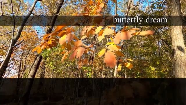 Dream About Butterflies: Unveiling the Beautiful Symbolism - Dream Interpretation Guide смотреть онлайн