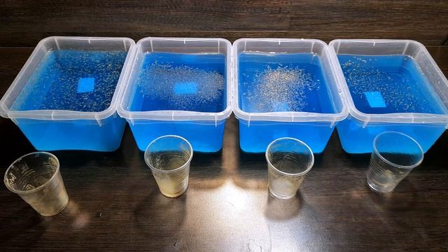 Получится ли вырастить дафнию из сушеной дафнии? смотреть онлайн