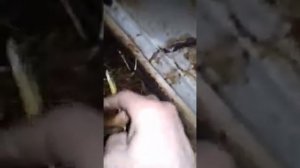 Разведение червей в домашних условиях на балконе