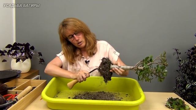 Формирование кроны крассулы (ч.5).