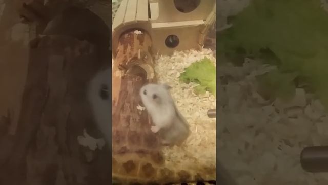 Хомячок Джунгарик смотреть онлайн