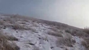 Коллективная охота на шакала с гончими