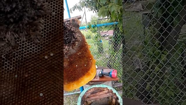 обзор дуплянки смотреть онлайн