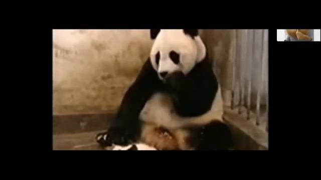Весёлые прикольные панды // РЖАЧНЫЕ ПАНДЫ