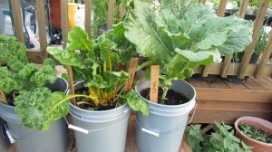 5 Gallon Container Plants (Full Size Examples): Kale, Chard, Peas, Lettuces & Tomatoes - TRG 2015