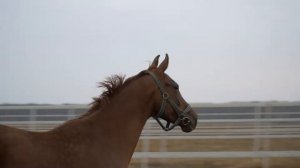 БАККАРА | Завод имени Первой конной армии | Лошади на продажу | Будённовская порода лошадей