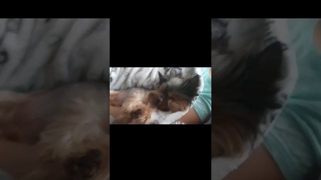 Храпящая собака! ржач смех прикол ржака