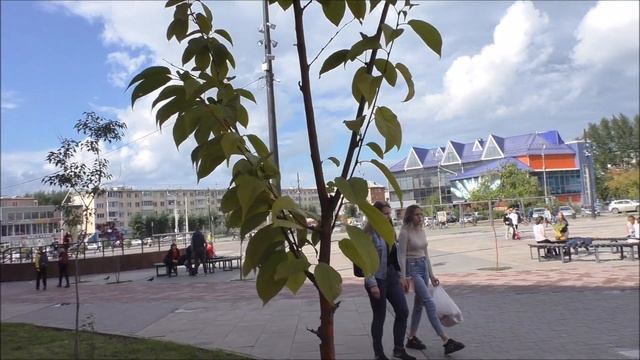 г.Ачинск. Черемуха Маака растет на площади ДК 26.08.22г. Автор видео Елена Цыганова. смотреть онлайн
