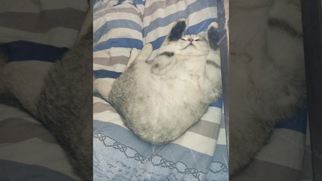 Тим