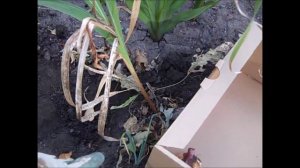 How to Winterize Gladiolus Bulbs