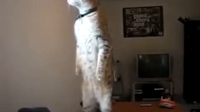 кот инополанетянин нло уже здесь смотреть онлайн