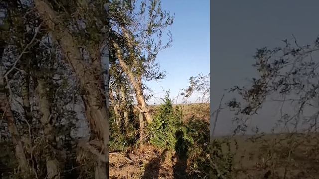 Лёгкий бриз на Кубани.